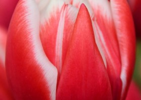 Tulipa Voicemail ® (3)